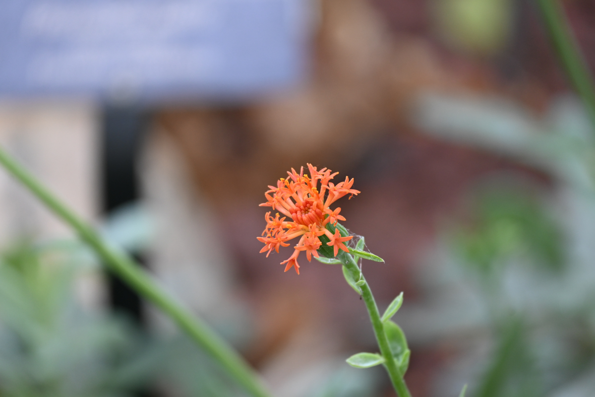 An orange flower made up of much smaller flowers