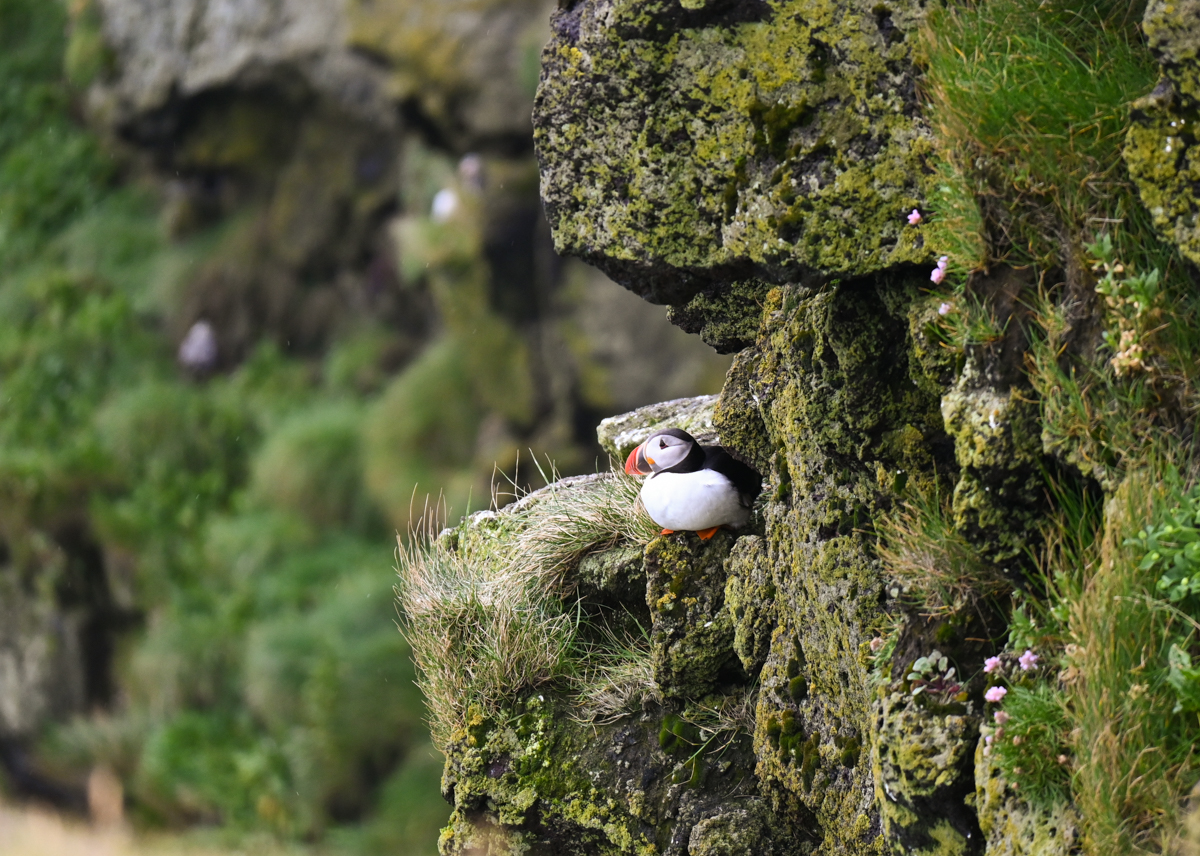 A puffin perched in a crevice along a cliff